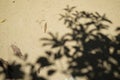 Abstract natural pattern of big tree shadow on light brown soft sand surface road of temple ground with dried leaves Royalty Free Stock Photo