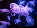Abstract natural of purple jelly fish floating on blue sea background. Royalty Free Stock Photo