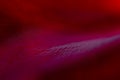 Abstract natural, red background. Macro of red rose petals Royalty Free Stock Photo