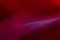 Abstract natural, red background. Macro of red rose petals. Royalty Free Stock Photo