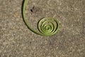 Abstract natural spiral green plant on the ground