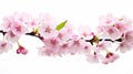Abstract natural spring background light rosy dark flowers close up. Branch of pink sakura cherry blossom on a white Royalty Free Stock Photo