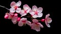 Abstract natural spring background light rosy dark flowers close up. Branch of pink white sakura cherry on a black Royalty Free Stock Photo