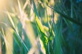 Abstract natural summer background. Green grass on a meadow, close-up, selective focus Royalty Free Stock Photo