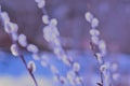 Abstract natural violet blue background. Blurred willow flowers background. Tender natural background Royalty Free Stock Photo