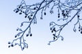 Winter natural background with frozen branch and alder cones