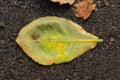A green colour leaf on the road with abstract background. Royalty Free Stock Photo
