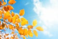 Abstract nature autumn background with yellow leaves against blue sky Royalty Free Stock Photo