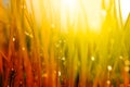 Abstract nature background. Autumn grass with water drops. Royalty Free Stock Photo