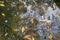 Abstract nature background with autumn leaves floating in Japanese pond Royalty Free Stock Photo