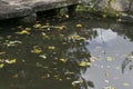 Abstract nature background with autumn leaves floating in Japanese pond Royalty Free Stock Photo