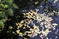 Abstract nature background with autumn leaves floating in Japanese pond Royalty Free Stock Photo