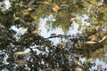 Abstract nature background with autumn leaves floating in Japanese pond Royalty Free Stock Photo