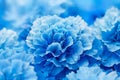 Abstract nature background. Blue Carnation flower petals close up Royalty Free Stock Photo