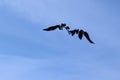 Silhouette of A Bird in the Sky. Blue Sky Background. Fairy Creature.