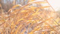 Abstract nature background with blur and grass, snow and sun. Royalty Free Stock Photo