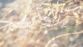 Abstract nature background with blur and grass, snow and sun. Royalty Free Stock Photo