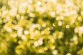 Abstract nature background with blurry bokeh defocused lights Royalty Free Stock Photo