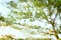 Abstract nature background with blurry bokeh. Royalty Free Stock Photo