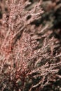 Abstract nature background. Blurry image of tree, cropped shot. Coniferous branches, brown colors.
