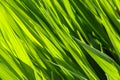 Back lit fresh green leaf stems Royalty Free Stock Photo