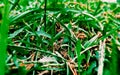 Fresh green thin grass blades with dew drops, abstract nature background close-up, selective focus Royalty Free Stock Photo