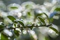 Close-up photo of ice frost on a branch . Nature design concept.