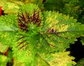 Multicolor Leaves Abstract Nature Background - Hybrid Coleus Blumei - Plectranthus Scutellarioides Royalty Free Stock Photo