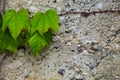 The abstract nature background copyspace of green Creeper Plant on a grey wall Royalty Free Stock Photo