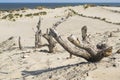 Abstract nature background with dunes and dead trees on North sea coast near the Hague in the Netherlands Royalty Free Stock Photo