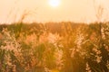 Abstract nature background with flowering grass in the meadow an