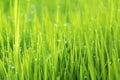 Abstract nature background with grass and drops, selective focus. Royalty Free Stock Photo