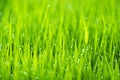 Abstract nature background with grass and drops. Royalty Free Stock Photo