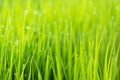 Abstract nature background with grass and drops. Royalty Free Stock Photo