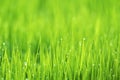 Abstract nature background with grass and drops. Royalty Free Stock Photo