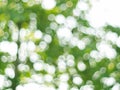 Abstract nature background,green bokeh from tree Royalty Free Stock Photo