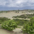 Sea dunes with tree and blue cloudy sky in windy summer day Royalty Free Stock Photo