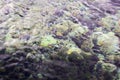 Clear fresh water of Waikoropupu Springs, New Zealand