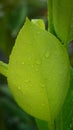 Abstract nature background, lemon green leaf with water drop in selective focus Royalty Free Stock Photo