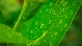 Abstract nature background, lemon green leaf with water drop in selective focus Royalty Free Stock Photo