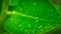 Abstract nature background, lemon green leaf with water drop in selective focus Royalty Free Stock Photo