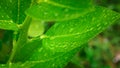 Abstract nature background, lemon green leaf with water drop in selective focus Royalty Free Stock Photo