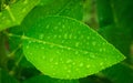 Abstract nature background, lemon green leaf with water drop in selective focus Royalty Free Stock Photo