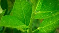 Abstract nature background, lemon green leaf with water drop in selective focus Royalty Free Stock Photo