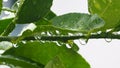 Abstract nature background, lemon green leaf with water drop in selective focus Royalty Free Stock Photo