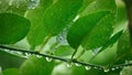 Abstract nature background, lemon green leaf with water drop in selective focus Royalty Free Stock Photo