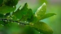 Abstract nature background, lemon green leaf with water drop in selective focus Royalty Free Stock Photo