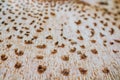 Abstract nature background macro Sajor-caju mushroom plants. The use of design ideas texture pattern or concept natural Wallpaper. Royalty Free Stock Photo