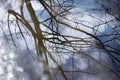 Tree Silhouette Refelction In Puddle, Bokeh-Framed Royalty Free Stock Photo