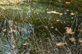Abstract nature background. Plant reflections in water Royalty Free Stock Photo